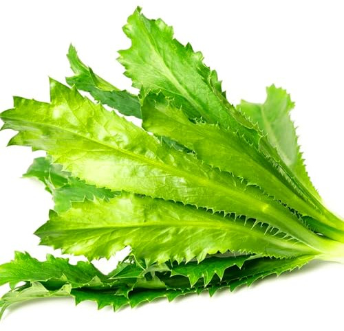 Culantro Seeds for Planting (Eryngium foetidum) 300 Seeds Non-GMO