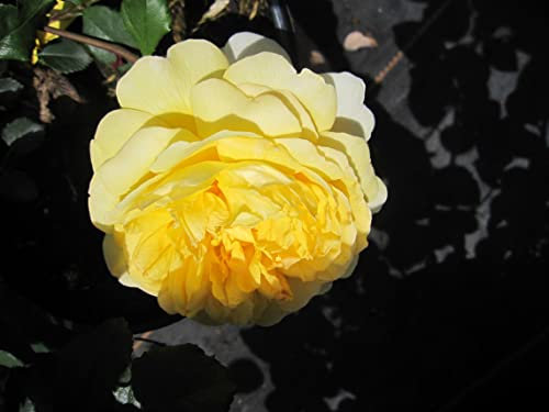Rosa The Poet's Wife ® - Englische Strauchrose - David Austin Rose