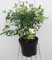Choisya ternata - Oranger Du Mexique 40-50 cm en pot
