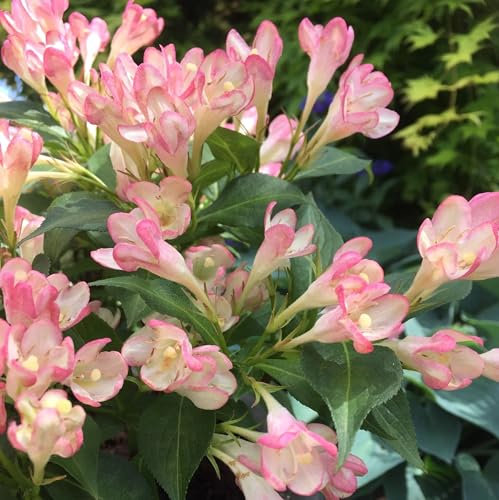 Plant Theory All Summer Peach Weigela Shrub Plant 2L Pot