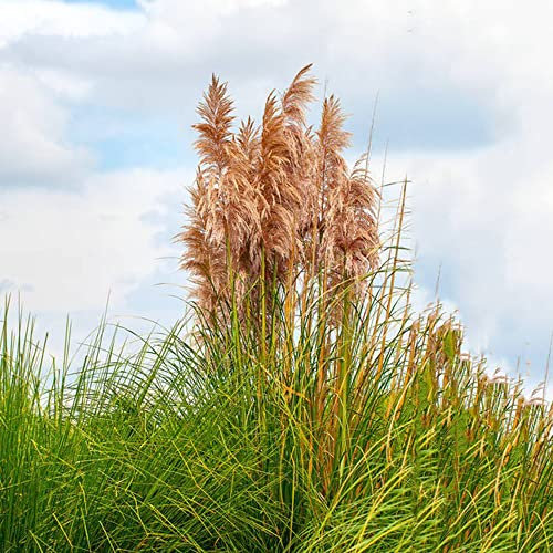 schilf samen winterhart schilfgras,Phragmites australis,pampasgras balkonpflanzen winterhart mehrjährig gartenpflanzen stauden winterhart mehrjährig gärtnern gardening 500 Stück