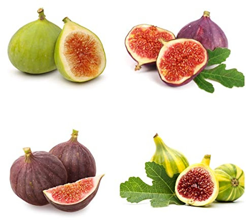 feigenbaum winterhart feigen samen - Ficus carica - bäume winterharte stauden winterharte kübelpflanzen balkon beet kräutergarten geschenk wanddeko pflanzen 20 Stück
