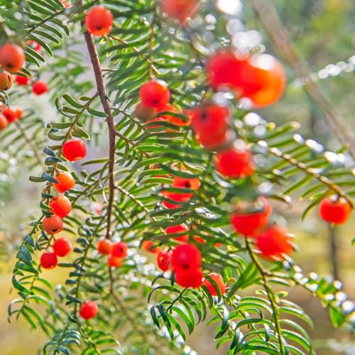 semi di tasso Taxus baccata, piante resistenti per il giardino piante sempreverdi resistenti piante resistenti per il giardino mini giardino, vero bonsai piante da giardino resistenti 75pcs