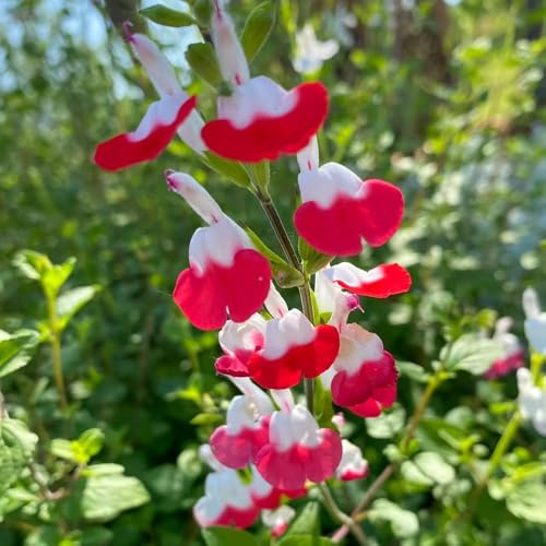 semi di salvia, in vaso giardino sul balcone Aiuole rialzate per il recisi resistenti, adatte al pieno sole, varietà antiche biologiche 700pcs