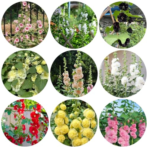 malvarrosas ornamentales, decoracioneses lugares soleados. semillas de malvarrosa de jardín semillas pradera, sombra pradera exóticas perenne 350semillas