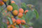 Prunus Armeniaca Aprikose - Hochwertiger Aprikosenbaum 100-130 cm – Ideal für Garten und Terrasse – Robust und Ertragreich