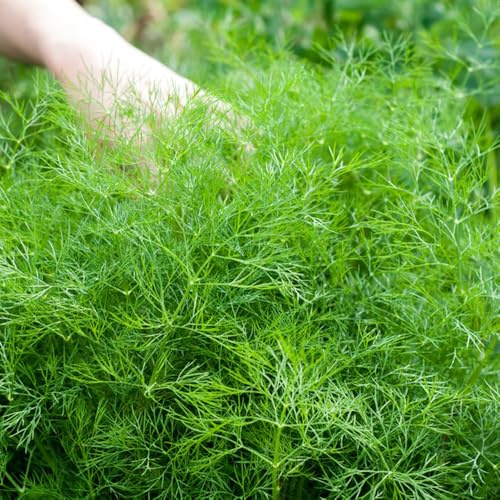 semillas de eneldo perennes resistentes - al aire libre de Decoración con balcón, 600pcs