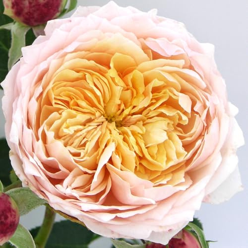 YouGarden Harkness Roses Anthony's Rose, Climbing Amber Pink, 4 Litre Potted Plant, Fragrant Garden Colour, Ready To Plant