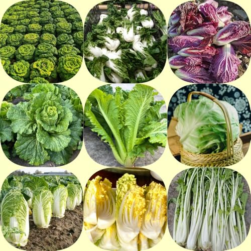 cavolo cinese, semi di pak choi, balcone serra vecchie varietà resistenti per giardini rocciosi invernali sostenibili semi di vecchie varietà 1000pcs