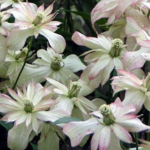 Clematis Montana 'Marjorie'- Clématite des montagnes 'Marjorie' 50-60 cm en conteneur