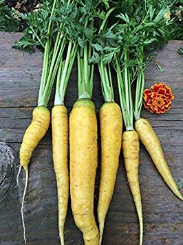 Potseed Karottensamen Gelb