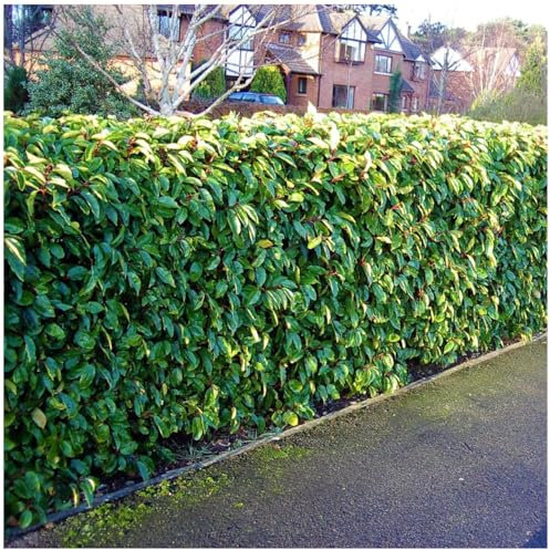 1 Portuguese Laurel Evergreen Hedging Prunus Lusitanica 2-3ft Tall in 2L Pot3fatpigs®