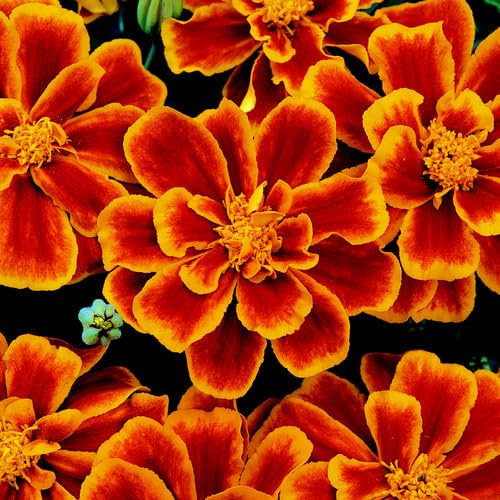 Plant World Seeds - Marigold 'Durango Flame' Seeds (Annual Flower Seeds)
