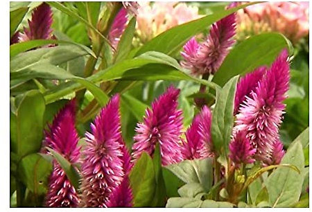 Pcs - 10x Celosia Argentea Égoine Jardin Plantes - Graines ID199 - Seeds & Plants Shop by Ipsa