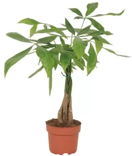 Árbol de la Fortuna y de la Riqueza Pachira Aquatica Planta Natural de Interior y Exterior