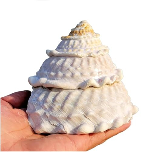 HKSDKABOP Grande Coquille de mer Naturelle, Coquille de mer 9 à 12 cm, Parfaits for Les Aquariums, Les Mariages, Les fêtes sur Le thème de la Plage, Les décorations(11 to 12cm)