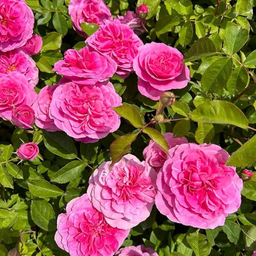 Englische Rose „Gertrude Jekyll (Premium) - rosa blühende Topfrose im 6 L Topf - frisch aus der Gärtnerei - Pflanzen-Kölle Gartenrose