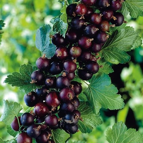 Gooseberry Currant Cross Gooseberry Plant Live for Planting, Edible Berries Starter Plant 5-9 Inc Tall
