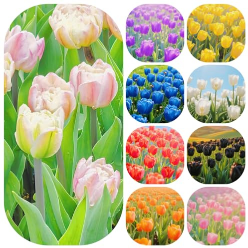 Bulbi di tulipano perenni resistenti - appartamento decorazioni, balcone, 8pcs