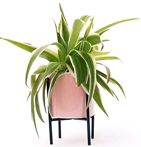 POWERS TO FLOWERS - CHLOROPHYTUM, FALANGIO MINI IN VASO CERAMICA SOSPESO, pianta vera