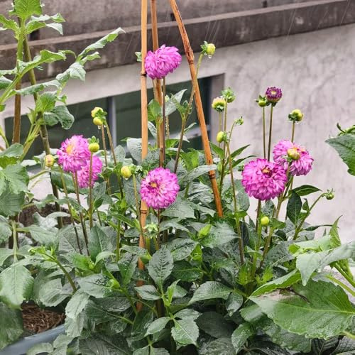 tubérculos de dalia resistentes - exteriores balcón jardín 2pcs