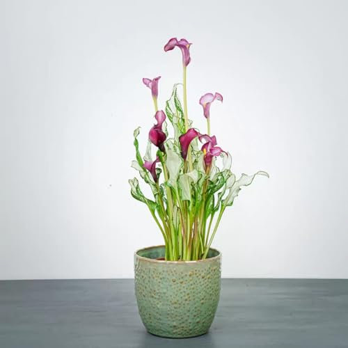 Calla lily – Pflanzen -Extrem kältetolerant -Calla Lilien zwiebeln – leuchtende Farben