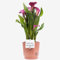 Pink Calla Lily (Zantedeschia) With Pot, Houseplant Real Indoor Plant for Office, Home, Bedroom, Kitchen and Living Room, Perfect for Clean Air, Delivered