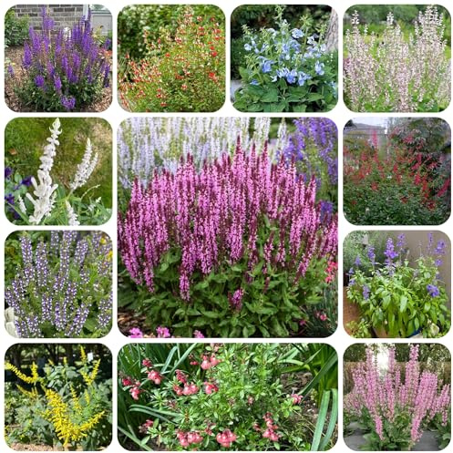 salvia comprare semi, giardino roccioso da resistenti di salvia resistenti, giardino da interno 350pcs