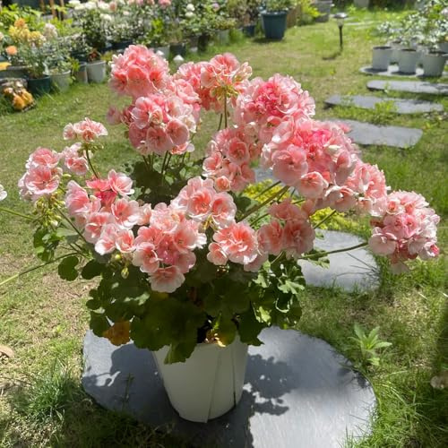 semi di geranio perenni - vecchie varietà, resistenti giardino interno 600pcs