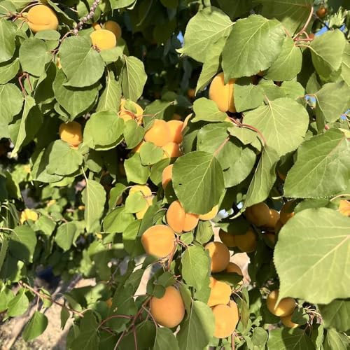 Comprar semillas de albaricoquero - decorativas camas elevadas para jardín raras de variedades antiguas 30pcs
