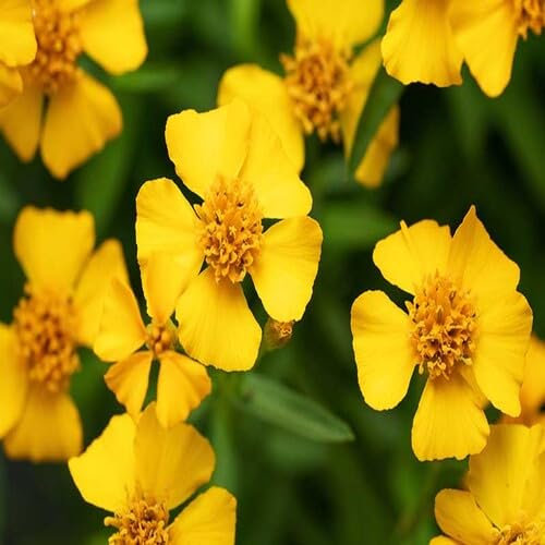100pcs Yellow Tarragon Flower Seeds