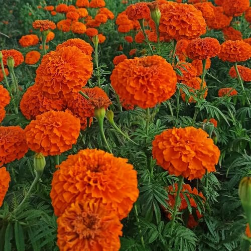 semi di tagetes, tagete di balcone, decorativi di calendula aiuola, esotiche resistenti to perenni, decorazione 1200pcs