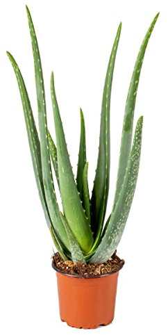 Bloomique - Pianta di Aloe Vera - Pianta da Interno - Pianta Grassa - Succulenta - Molto Facile da Curare - Alta 30-40 cm - Vaso da 12 cm
