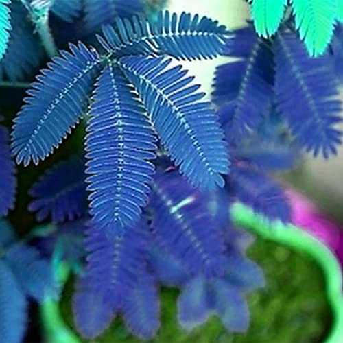 100 Pz Mimosa Semi Naturali Alleviare La Noia Leggero Alto Tasso Di Sopravvivenza Sensibile Semi Di Piante Per Corridoio Blu
