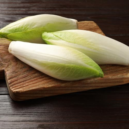 semi di cicoria, biologiche di radicchio invernali, rustiche per l'orto, antiche varietà 150pcs