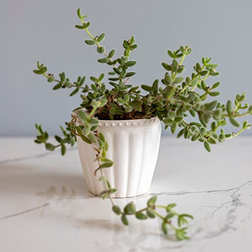 Houseplant Delosperma echinatum Pickle Cactus Plant Tender Perennial Easy to Grow Your Own Indoor Trailing Foliage Plants 12cm Potted Plant by Thompson and Morgan