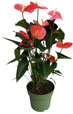 Plant in a Box - Flamingoblume - Anthurium 'Maine Pink' - Höhe 55-70cm - Topf 17cm - Blühende Zimmerpflanze