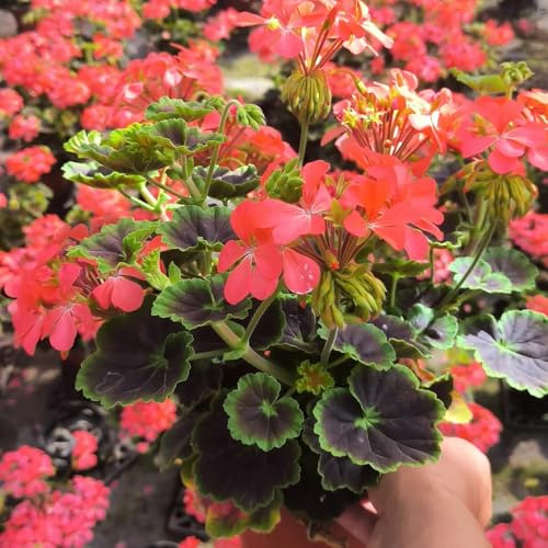 Geraniensamen - seltene rankpflanze blumensamen balkongewächshäuser schnittblumen balkonblumen exotische zimmerpflanzen steingartenpflanzen blumengarten gartenblumen mehrjährig 380pcs