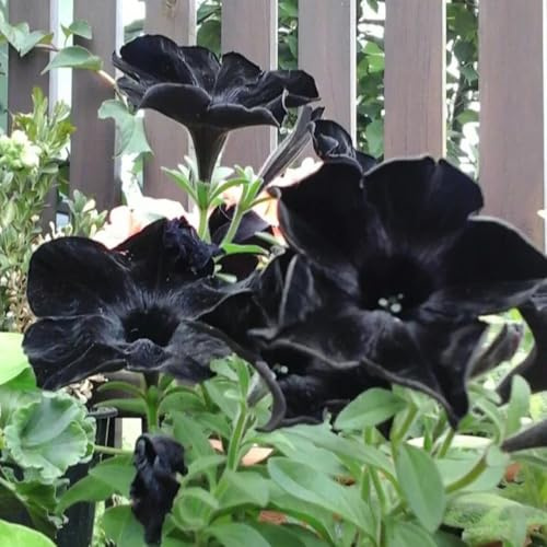 semillas de petunia, petunias colgantes colgantes de interior petunias Decoración orgánica balcones Semillas cobertura del suelo, 700semillas