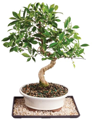 Brussel's Bonsai - Live Golden Gate Ficus Bonsai Tree with Ceramic Bonsai Pot & Humidity Tray, Indoor Bonsai Plant, 4 Years Old, 5-8 Inches Tall, Easy Care Houseplant for Home or Office (Small, Green)