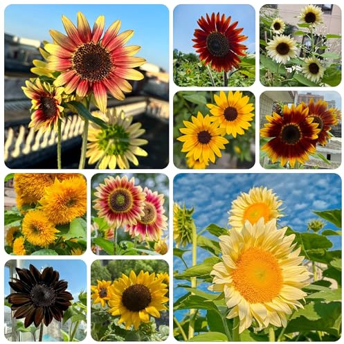 semillas de girasol, girasoles, perennes comprar de girasol para lugares soleados silvestres de balcón resistentes 120pcs
