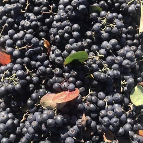 Semi di Aronia, Aronia melanocarpa, bacche di aronia, balcone giardino di antiche varietà esotici colonnari, 200pcs
