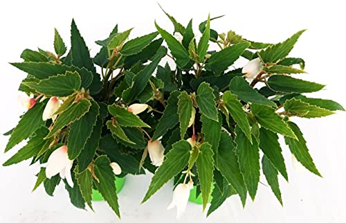 POWERS TO FLOWERS - BEGONIA PENDULA DA BALCONE, A FIORE BIANCO, 2 PIANTE VASO 14 CM, piante vere