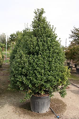 Agrifoglio Ilex aquifolium pungitopo pianta esemplare in mastello ø70 cm h. 220/250 cm