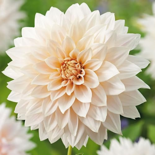 3 Dahlias 'Café au Lait' Bulbes à Fleurs d'Été en Paquet Extra Large - Plantes Prêtes pour les Jardins, Parterres, Pots, Conteneurs
