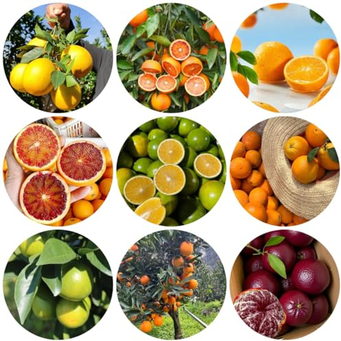 semillas de naranja de jugo - resistentes para el jardín Citrus sinensis - huerta variedades antiguas invernaderos balcón columnar 200pcs