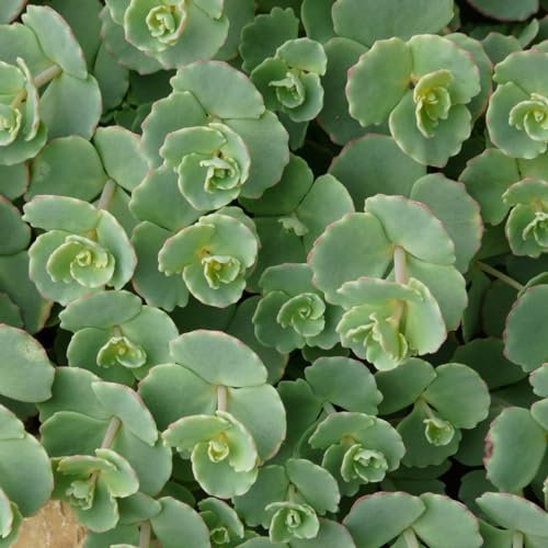6 x Orpin de Siebold - Sedum Sieboldii - Godet 9x9 cm, Feuillage Rond Bleu-Vert, Fleurs Rose en Automne