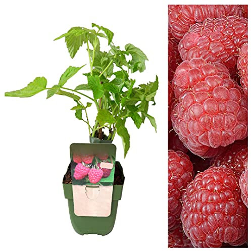 Raspberry Plant - Double Fruiting 'Twotimer Sugana Red' - Rare Variety Fruits Twice A Year 25-35cm in Height