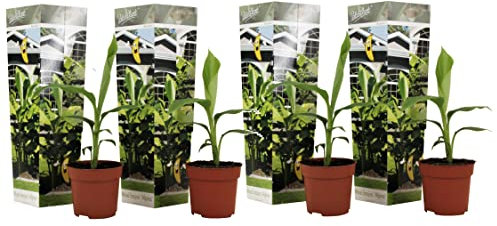 Plant in a Box - Musa Basjoo - Höhe 25-40cm - 4er Set - Bananenpflanze Winterhart - Bananenbaum - Exotische pflanzen - Topf 9cm