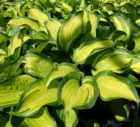 40 graines de plantes Hosta fraîches et neuves